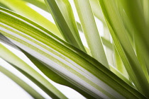 Spider plant, Chlorophytum comosum.