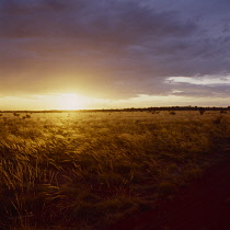 Grass, Grassland.