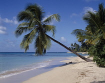 Palm, Cocos nucifera, Coconut palm.