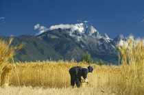 Wheat, Triticum.