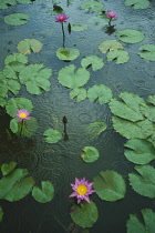 Water lily, Nymphaea.