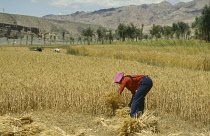 Wheat, Triticum.