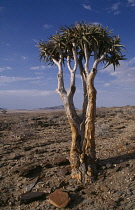 Quiver tree, Aloe dichotoma.