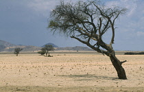Camel thorn, Acacia erioloba.
