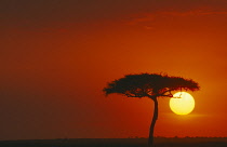 Camel thorn, Acacia erioloba.