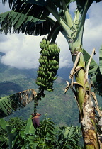 Banana, Musa acuminata.