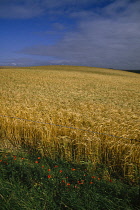 Wheat, Triticum.