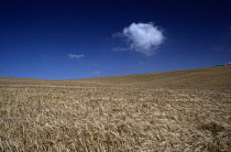 Wheat, Triticum.