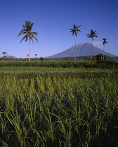 Rice, Oryza sativa.