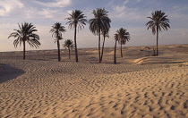 Palm, Phoenix dactylifera, Date palm..