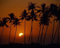 Palm, Cocos nucifera, Coconut palm.