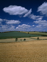 Wheat, Triticum.