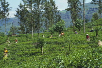 Tea plant, Camellia sinensis.