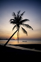 Palm, Cocos nucifera, Coconut palm.