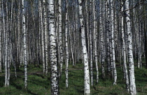 Birch, Betula pendula, Silver birch.
