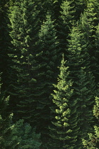 Pine, Conifer, Fir, Spruce.