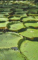 Water lily, Victoria cruziana, Giant water lily.