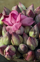 Lotus, Nelumbo nucifera, Sacred lotus.