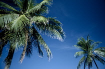 Palm, Cocos nucifera, Coconut palm.