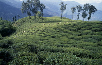 Tea plant, Camellia sinensis.