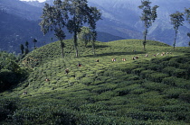 Tea plant, Camellia sinensis.