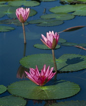 Water lily, Nymphaea.