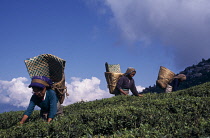 Tea plant, Camellia sinensis.