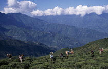 Tea plant, Camellia sinensis.