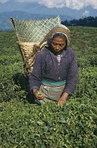 Tea plant, Camellia sinensis.