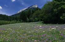 Flower, Meadow.