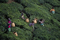 Tea plant, Camellia sinensis.