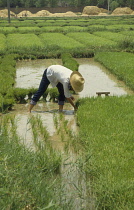 Rice, Oryza sativa.