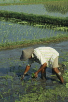 Rice, Oryza sativa.