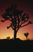 Joshua tree, Yucca brevifolia.
