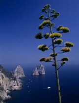 Agave, Agave americana.