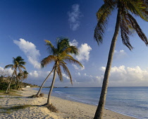 Palm, Cocos nucifera.