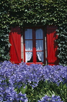 Agapanthus.