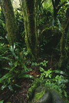 Tree, Rainforest.