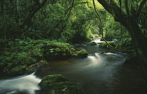 Tree, Rainforest.