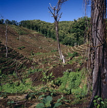 Mahogany, Swietenia macrophylla, Honduras mahogony.