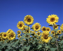 Sunflower, Helianthus annuus.