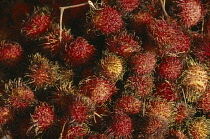 Rambutan, Nephelium Lappaceum.