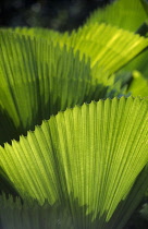Palm, Leaf, Fan palm.