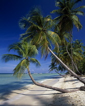 Palm, Cocos nucifera, Coconut palm.