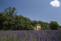 Lavender, Lavandula angustifolia.