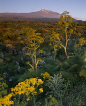 Fennel, Foeniculum vulgare.