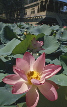 Lotus, Nelumbo nucifera, Sacred lotus.