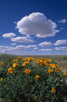 Poppy, Eschscholzia californica, Californian poppy.