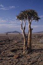 Quiver tree, Aloe dichotoma.