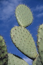 Prickly pear cactus, Opuntia.